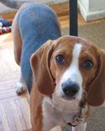 Chiara (14 months) - submitted by Daniela C.