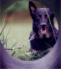 Gage - submitted by Rachel F.