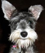 Lucy (4 months old) - submitted by Sherry B.